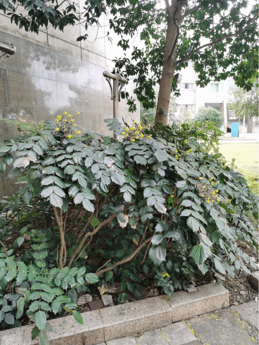 阔叶十大功劳Mahonia bealei (Fortune) Carr.