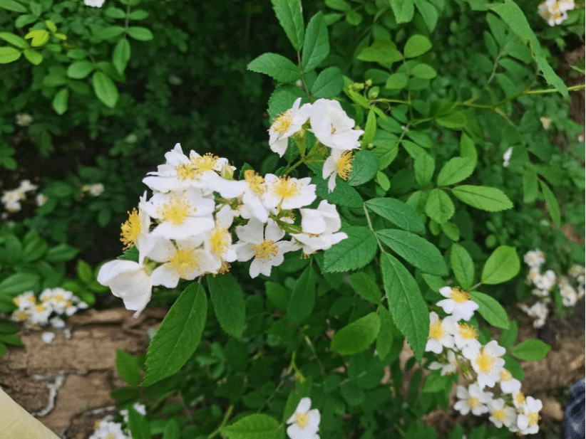 野蔷薇Rosa multiflora Thunb.