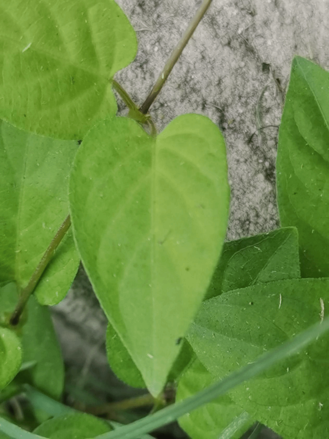 臭鸡屎藤Paederia cruddasiana Prain