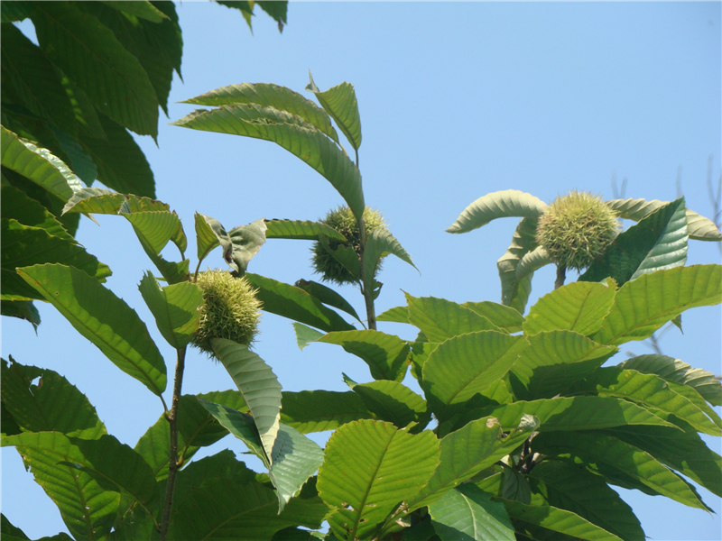 板栗 Castanea mollissima Bl. 