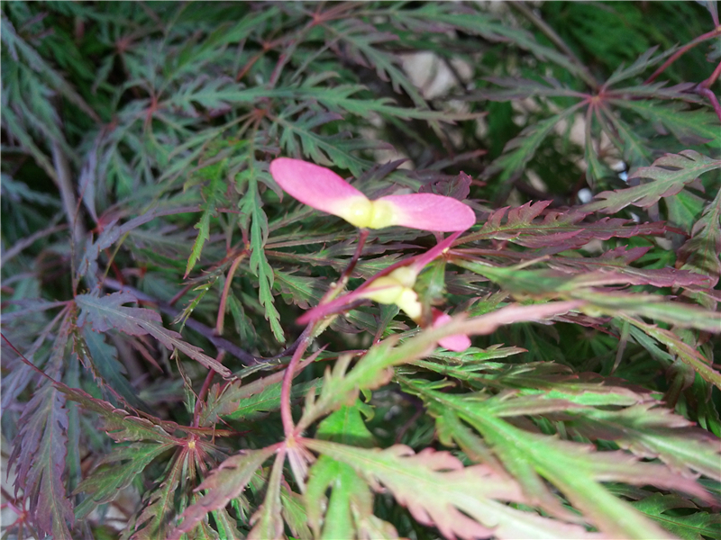 细叶鸡爪槭（羽毛枫） Acer palmatum cv.