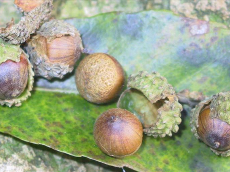 苦槠Castanopsis sclerophylla(Lindl.) Schott.