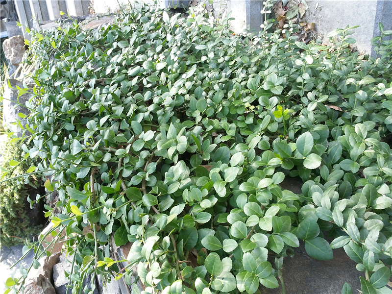 扶芳藤Euonymus fortunei  (Turcz.) Hand.-Mazz