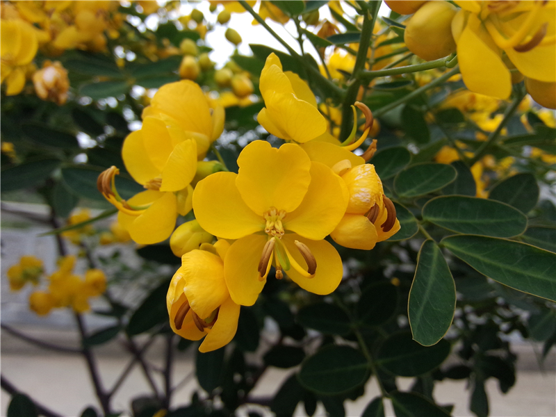 伞房决明 Cassia corymbosa Lam 