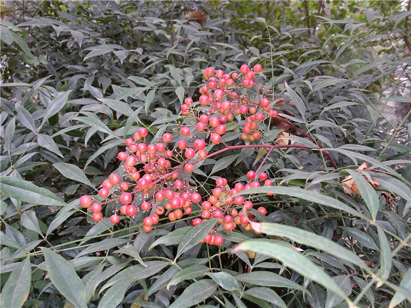 南天竹Nandina domestica Thund. 
