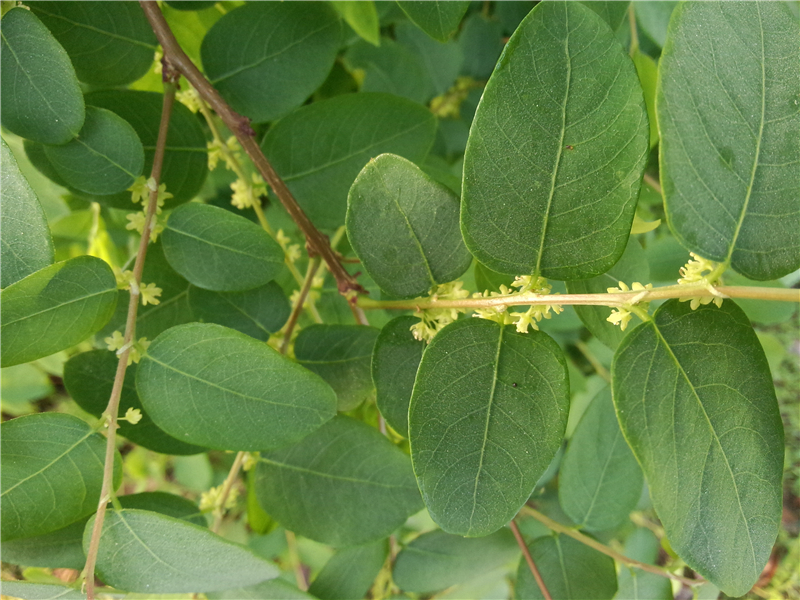 青灰叶下珠 Phyllanthus glaucus Wall. Ex Muell.-Arg