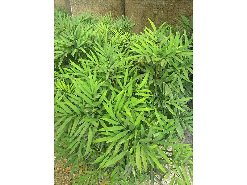 十大功劳Mahonia fortunei (Lindl.) Fedde