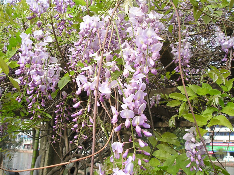 紫藤 Wisteria sinensis Sweet 