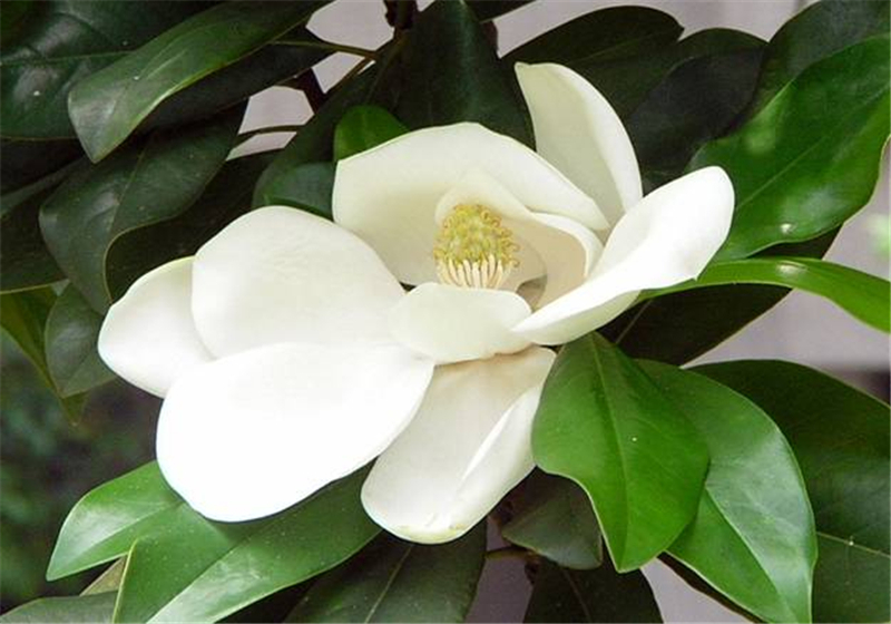 广玉兰Magnolia grandiflora L. 