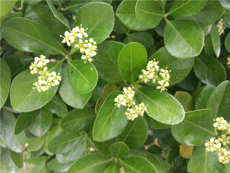大叶黄杨Euonymus japonicus Thunb. 