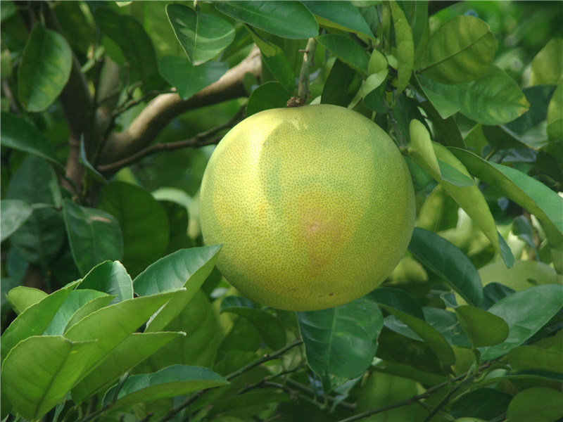 柚Citrus grandis (L.) Osbeck 
