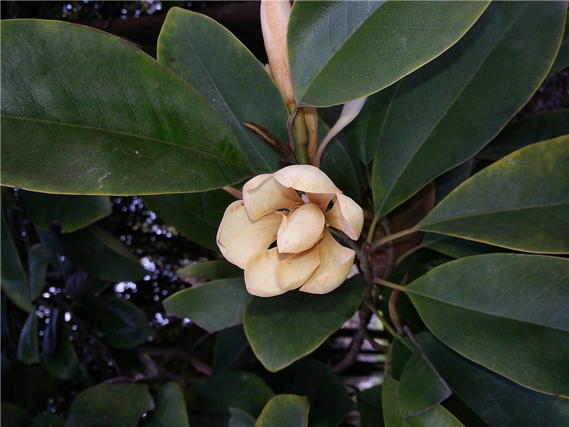 醉香含笑Michelia macclurei Dandy 