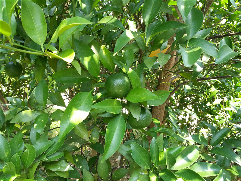 柑桔Citrus reticulata Blanco 