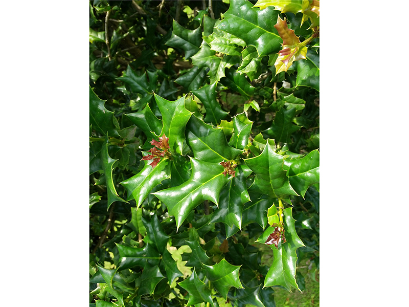 枸骨Ilex cornuta Lindl. et Paxt.