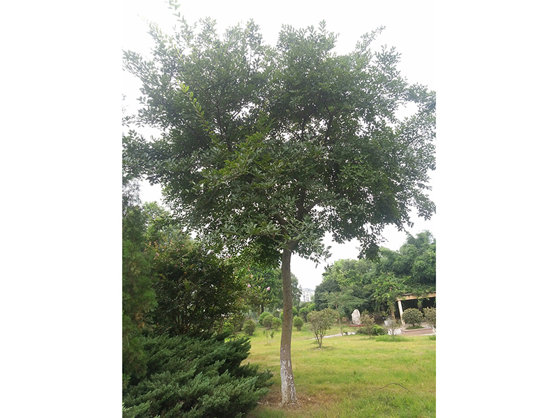朴树Celtis sinensis Pers． 