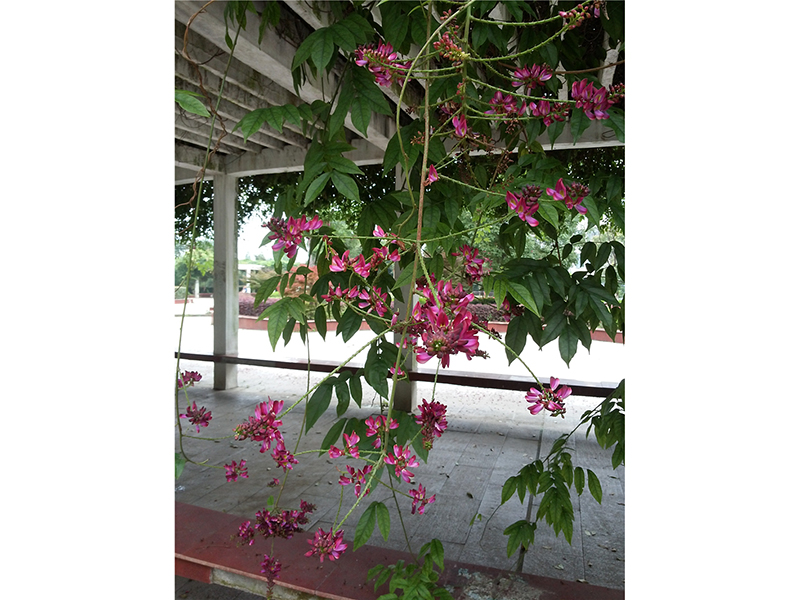鸡血藤 Millettia reticulata Benth