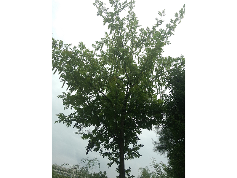 枫杨 Pterocarya stenoptera C. DC.  