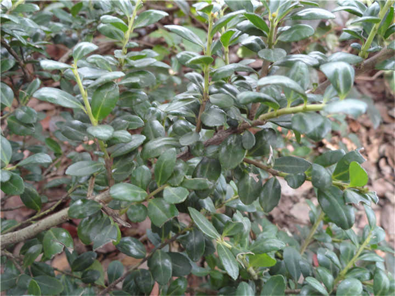 龟甲冬青Ilex crenata var. convexa  