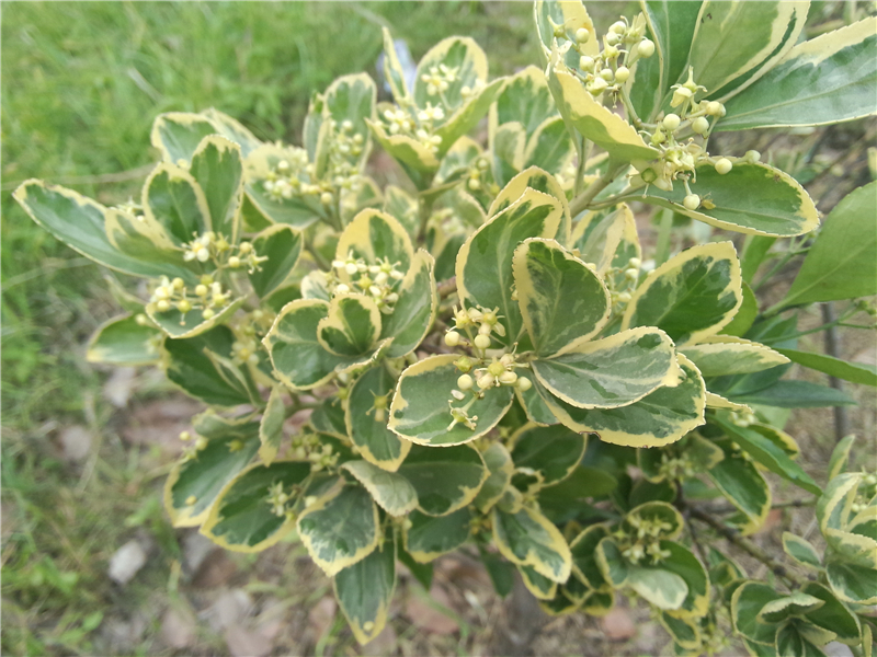 金边大叶黄杨 Euonymus japonicas cv.