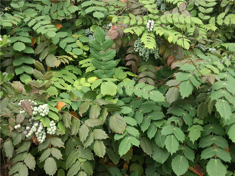 阔叶十大功劳Mahonia bealei (Fort.) Carr. 