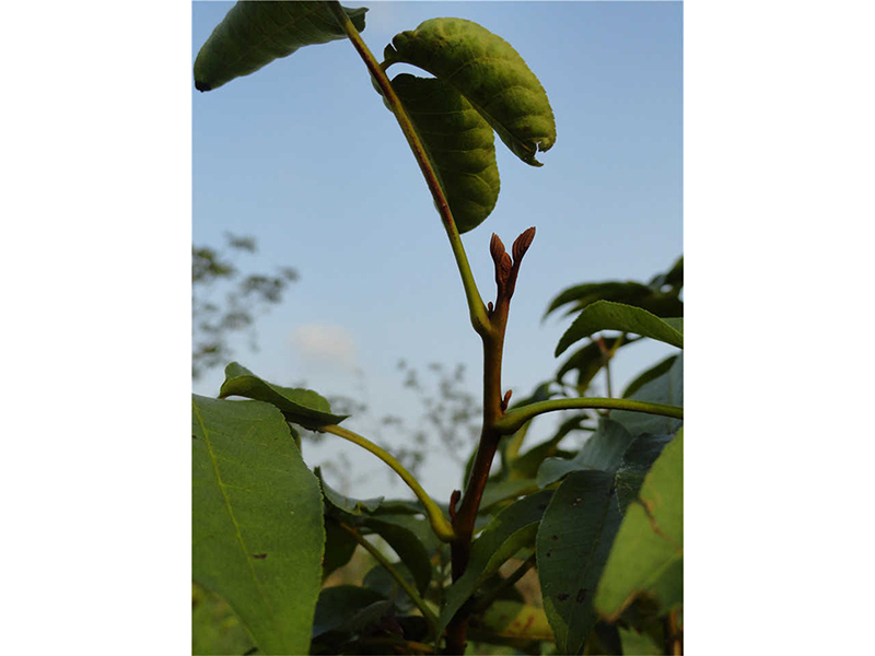 青钱柳 Cyclocarya paliurus (Batal.) Iljinsk. 