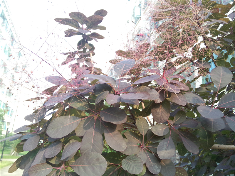 紫叶黄栌Cotinus coggygria var. purpurens Rehd