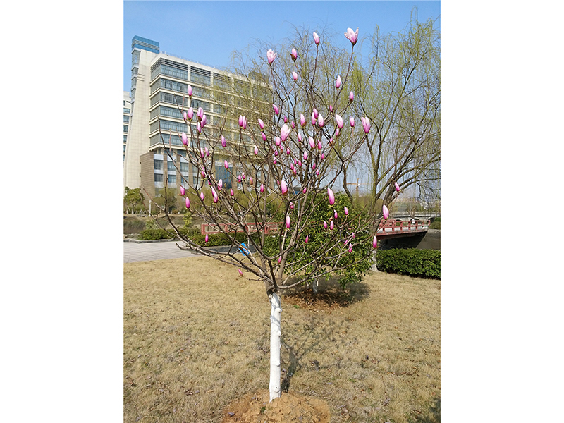 二乔玉兰Magnolia ╳soulangeana Soul.-Bod.  