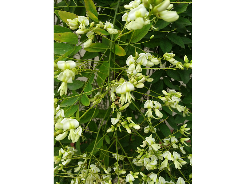 龙爪槐Sophora japonica var. pendula Loud
