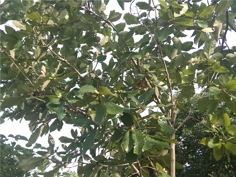 白栎Quercus fabri Hance  