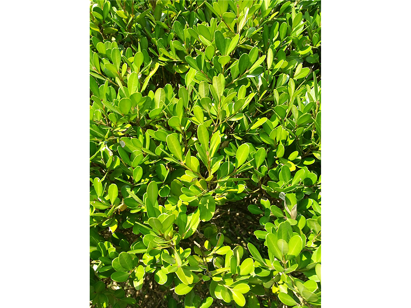 黄杨Buxus sinica (Rehd. et Wils.) M. Cheng 