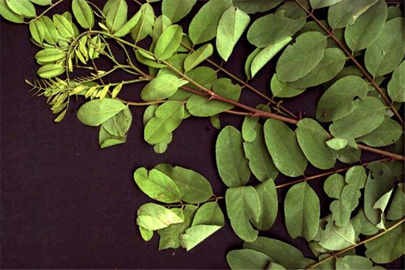 刺槐Robinia pseudoacacia L