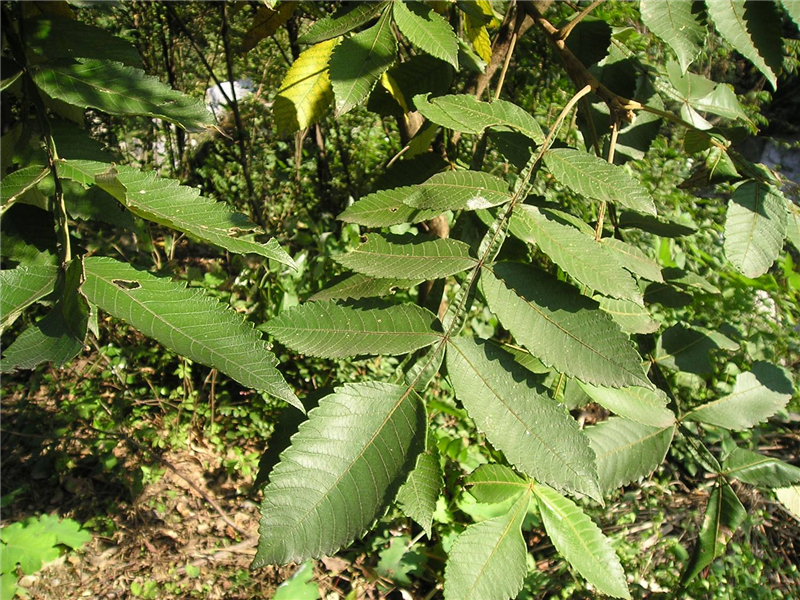 盐肤木Rhus chinensis Mill. 