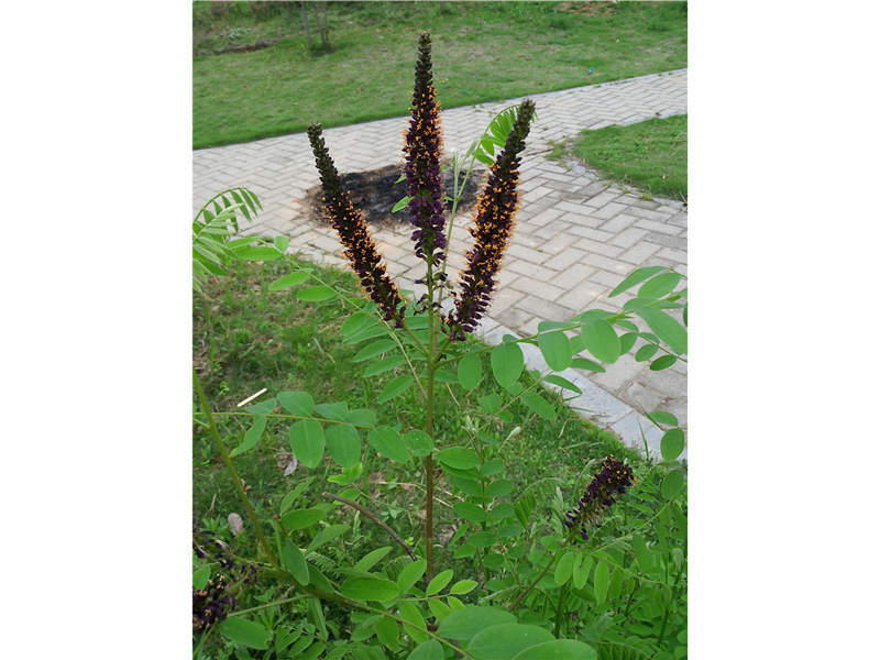 紫穗槐Amorpha fruticosa Linn