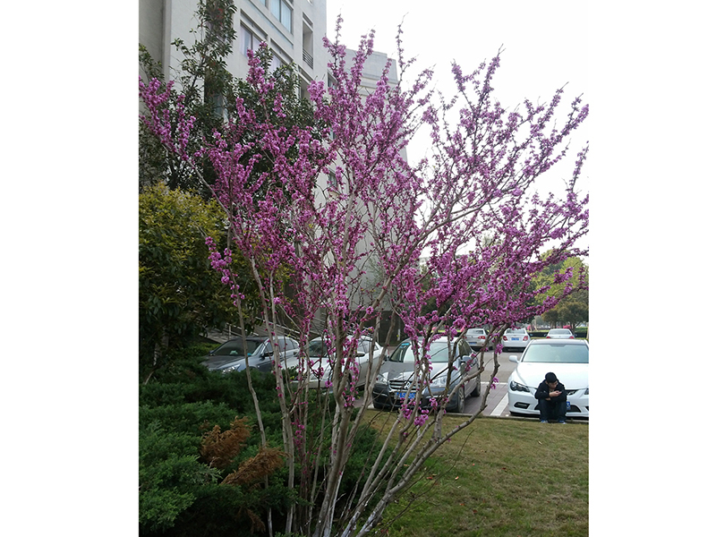 紫荆 Cercis chinensis Bunge