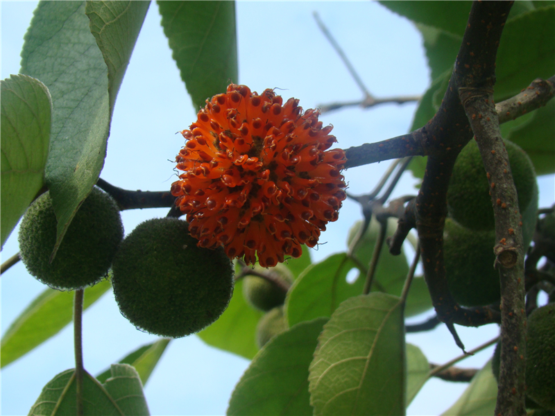构树Broussonetia papyrifera (L.) L’Herit. ex Vent. 