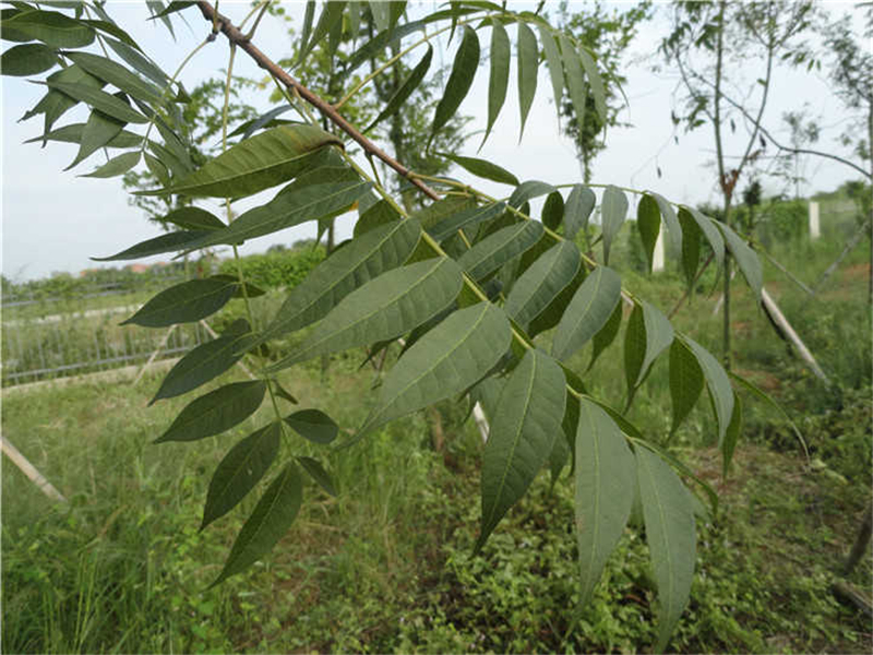 黄连木Pistacia chinensis Bunge 