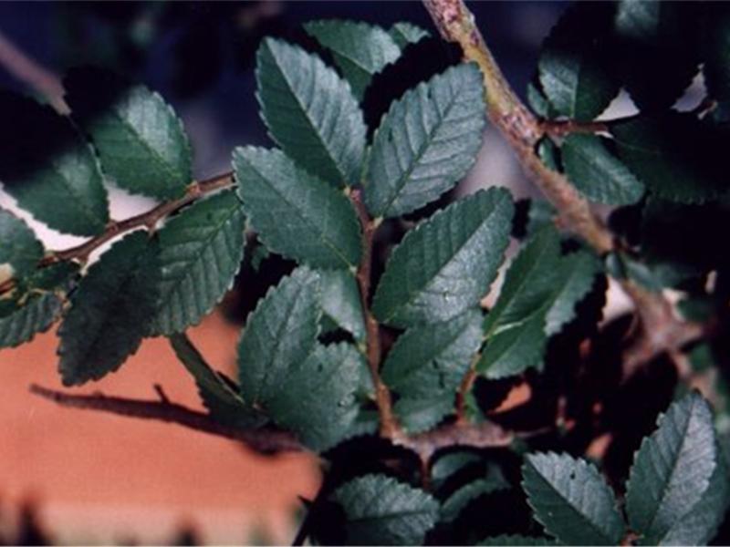 榔榆Ulmus parvifolia Jacq．
