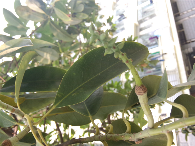深山含笑Michelia maudiae Dunn  