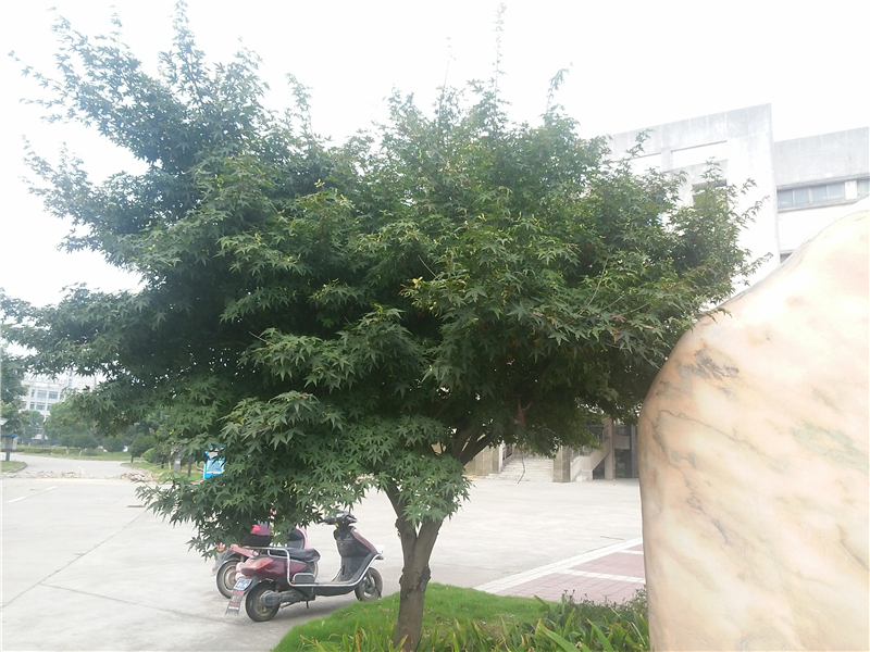 鸡爪槭 Acer palmatum Thunb.  （槭树科Aceraceae）