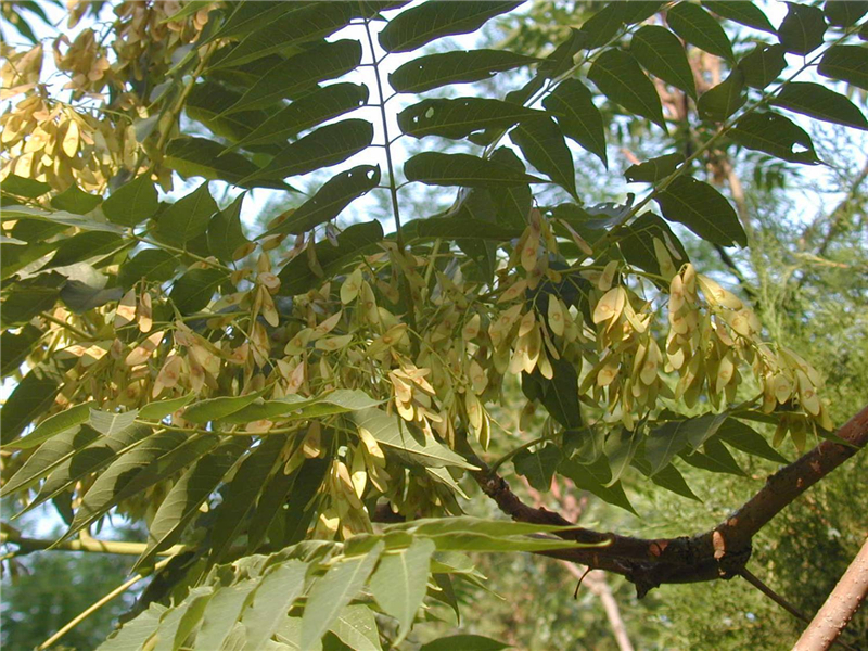 臭椿Ailanthus altissima (Mill.) Swingle 
