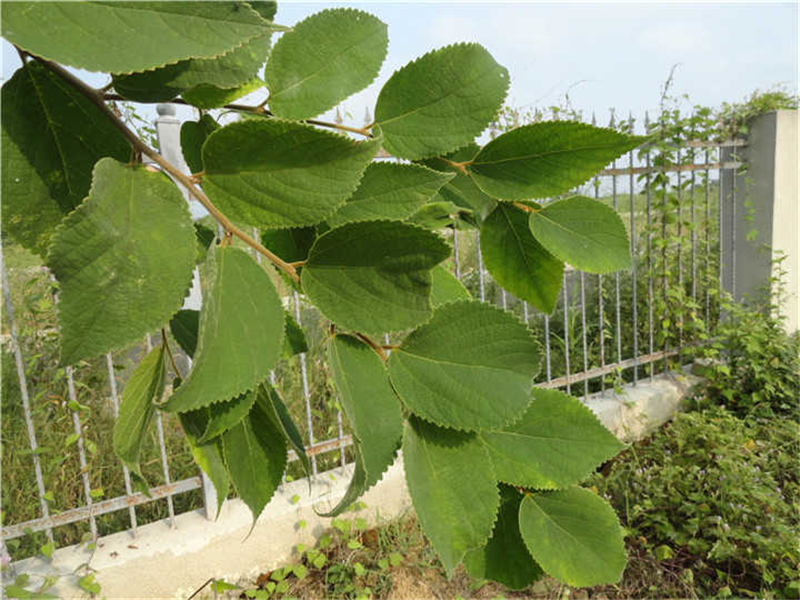 珊瑚朴Celtis julianae Schneid.   