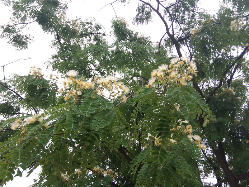 山合欢 Albizia macrophylla