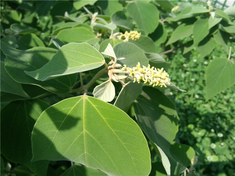 白背叶Mallotus apeltus ( Lour. ) Muell.-Arg