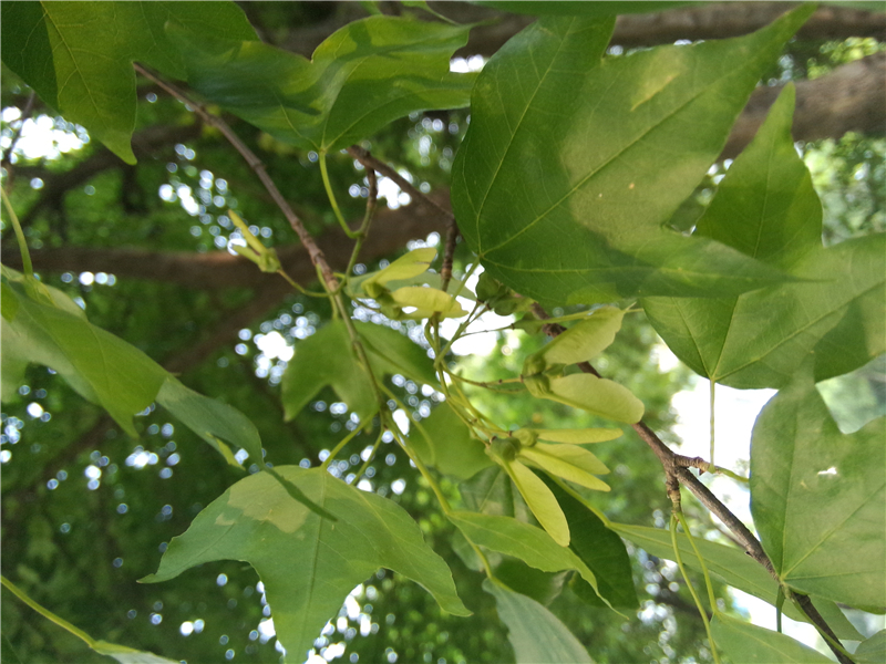 三角槭（三角枫）Acer buergerianum Miq