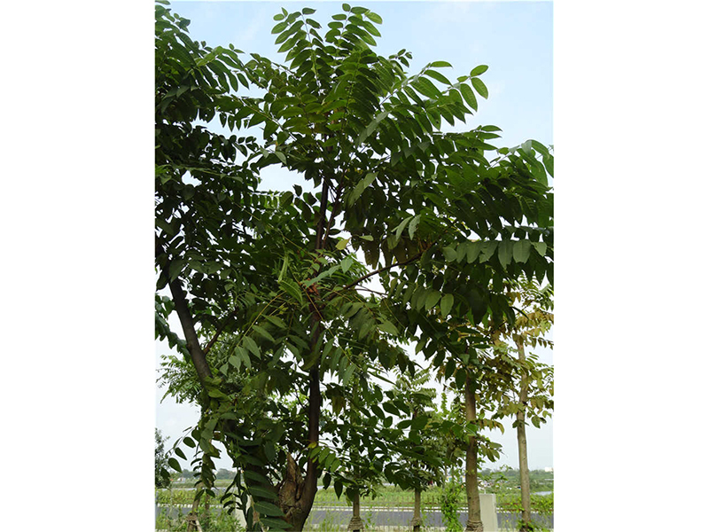 毛红椿 Toona ciliata var. pubescens (Franch.) Hand.-Mazz