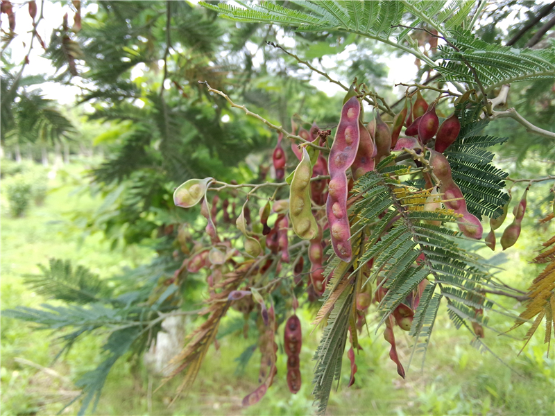 银荆 Acacia dealbata Link