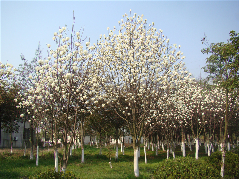 白玉兰Magnolia denudata Desr.  