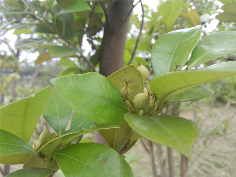 蚊母树 Distylium racemosum Sieb. et Zucc.