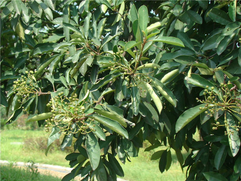 椤木石楠Photinia davidisoniae Rehd.et Wils.