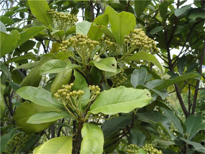 石楠Photinia serrulata Lindl.